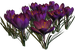 Цветы в PNG