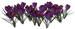 Цветы в PNG