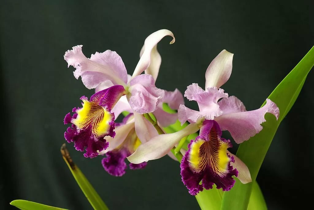 Каттлея. Каттлея Хардиана. Каттлея Весталис. Каттлея (Cattleya). Колумбийская Орхидея Каттлея.